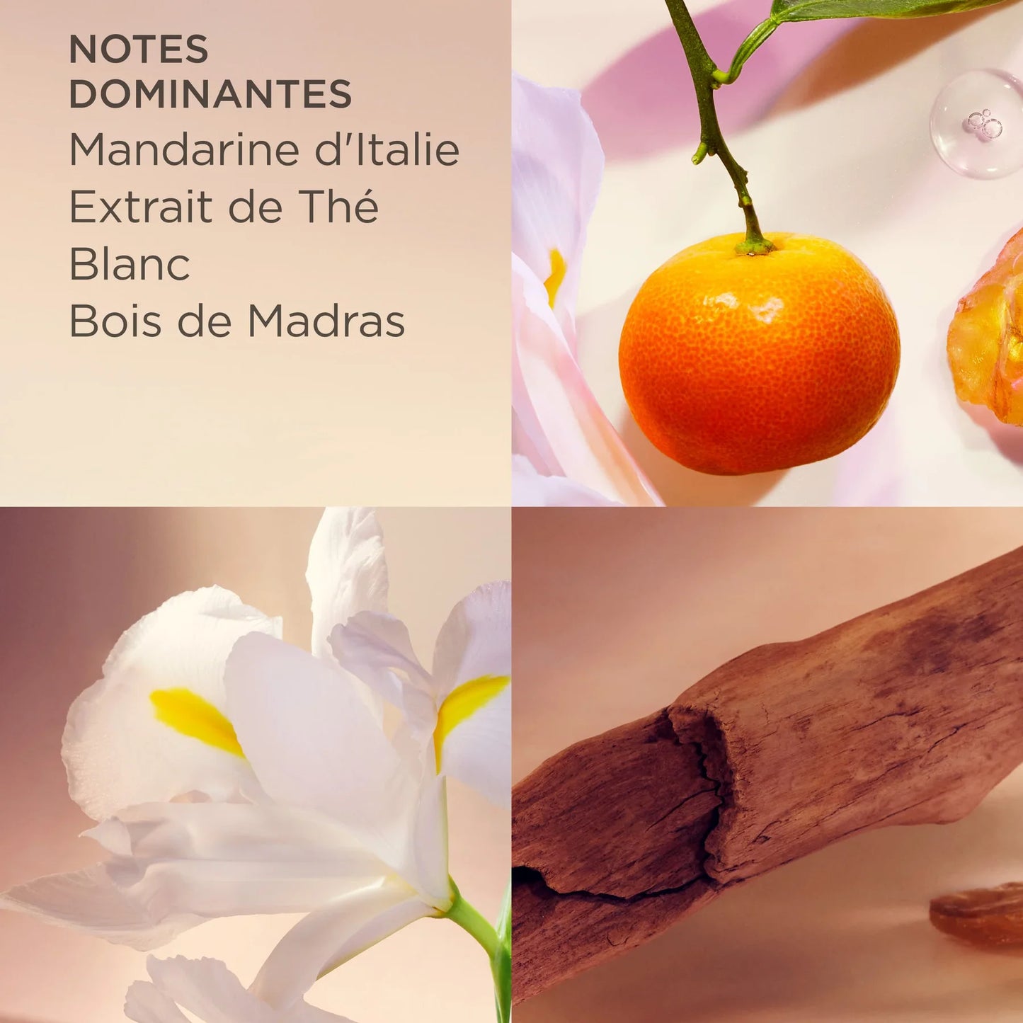 Elizabeth Arden White Tea Eau de Toilette Femme 100 ml