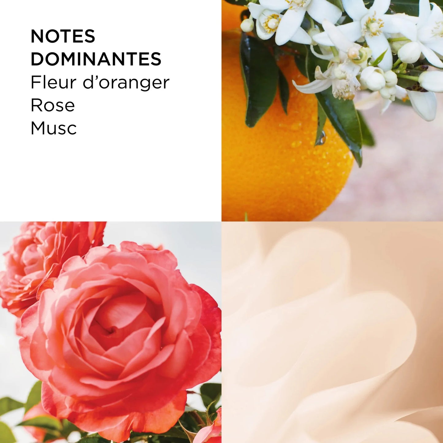 Elizabeth Arden Sunflowers Eau de Toilette Femme 50 ml