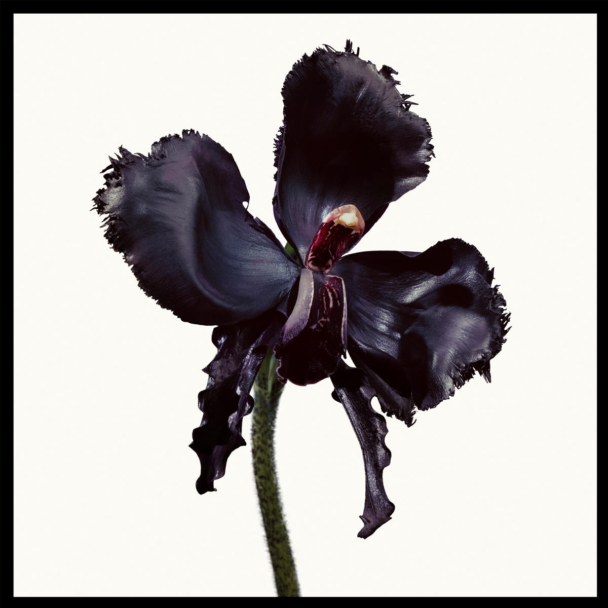 Tom Ford Black Orchid Reserve Parfum Unisexe 100 ml – Intensité, Luxe & Signature Olfactive Unique