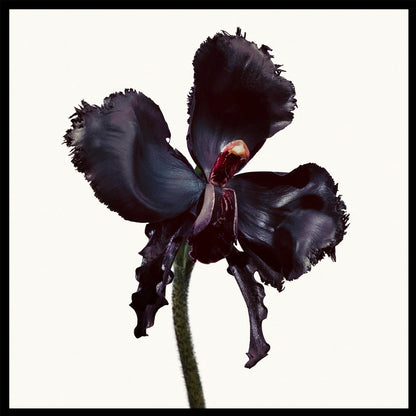 Tom Ford Black Orchid Reserve Parfum Unisexe 100 ml – Intensité, Luxe & Signature Olfactive Unique