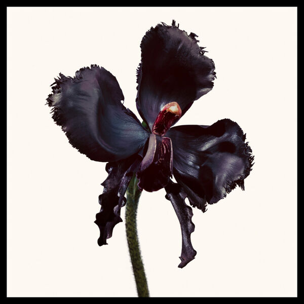 Tom Ford Black Orchid Reserve Parfum Unisexe 100 ml – Luxe Intense & Sensuel